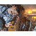 Duffman_rye thumbnail 1 