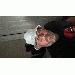 JohnnyTurbo thumbnail 1 
