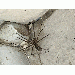 ZombieKing thumbnail 1