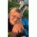 sayige_sings thumbnail 1 